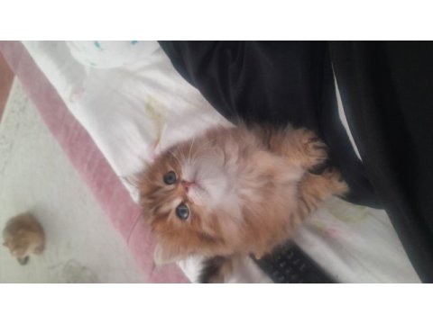 Sahibinden british longhair kedisi