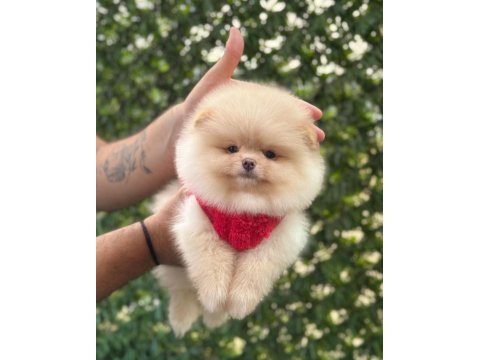 Premium güzellik orjinal pomeranian boo