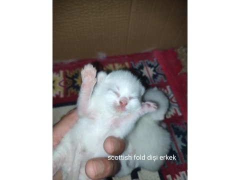 Farklı cins kediler vardır