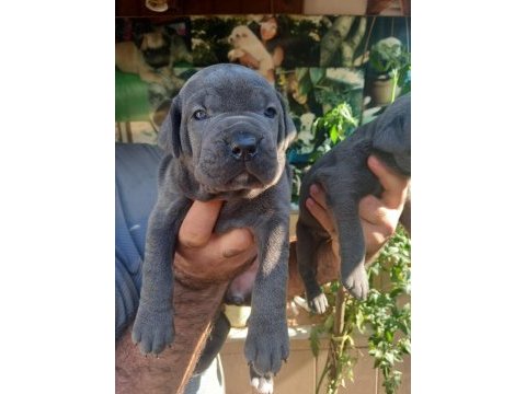Blue mavi gözlü cane corso yavrularım