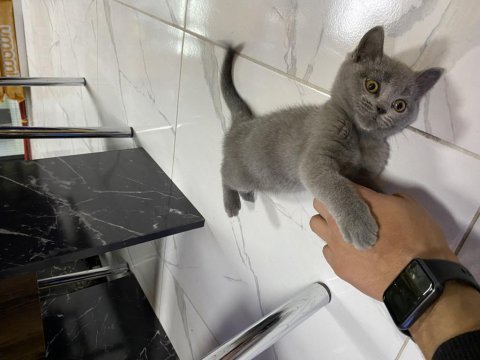 Cins tatlı ve çok oyuncu british shorthair