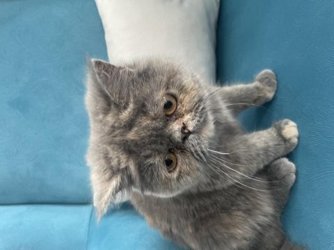 Exotic shorthair ücretsiz sahiplendirilecektir