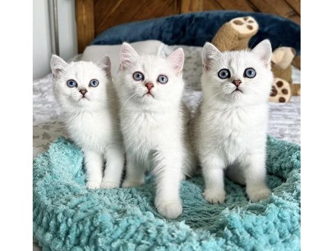 Brıtısh shorthair sılver yavrularım 