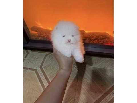 Mikro kar beyaz pomeranian boo dişi prenses