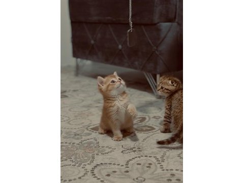 2 aylık scottish fold bebeklerimiz