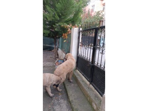 Erkek kangal yavrusu