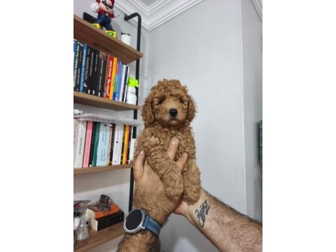 Toy poodle yavruları