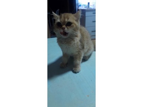 Prenses british shorthair kızım