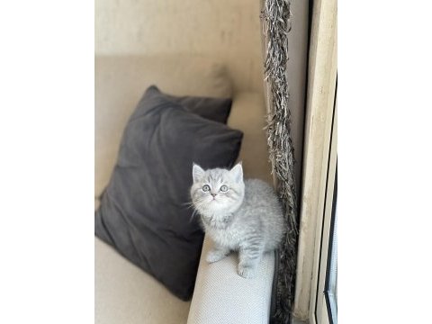 İnsan canlısı british shorthair whiskas yavrum