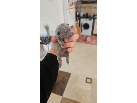Dünyalar güzeli kaliteli french bulldog yavrularımız