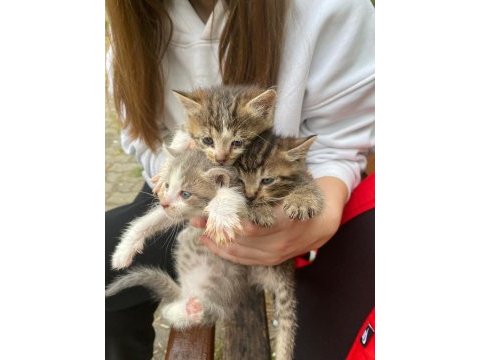 Üç tane yavru tekir acil olarak yuva arıyoruz