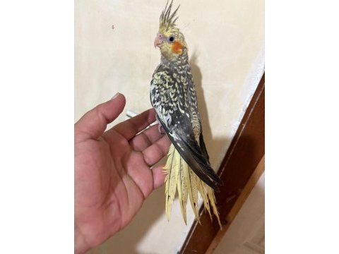 Tam 59 günlük oyun hamuru sultan bebek