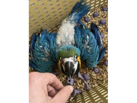 Blue gold macaw bebek çipli