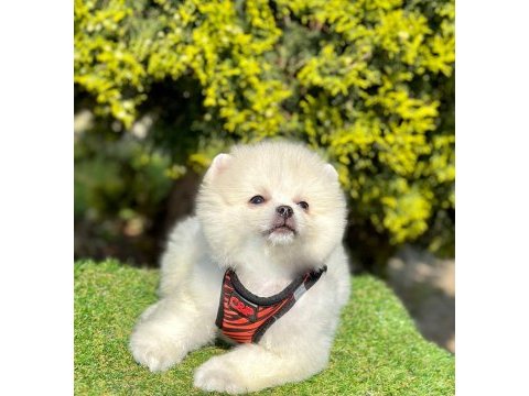A kalite orjinal ırk pomeranian