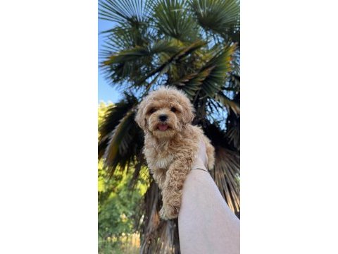 Kore maltipoo yavrumuz yeni yuvasına hazır