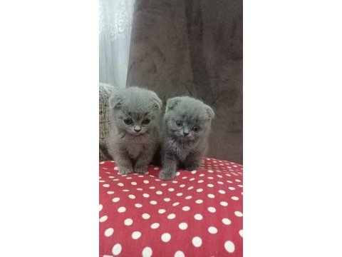 Minnoş orjinal kediler maraş merkez teslime hazır