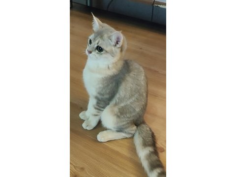 Safkan british shorthair