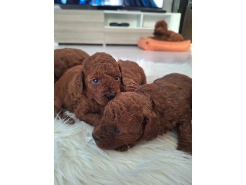 Toy poodle yavrularımız yeni yuvasını arıyor
