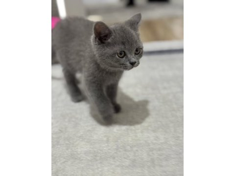 İki aylık yavru kedi british shorthair