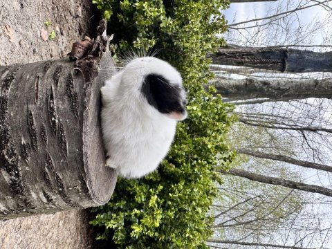 A kalite netherland dwarf yavru tavşanlar
