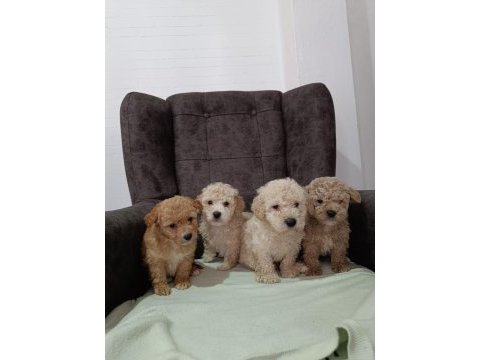 Maltipoo köpekleri