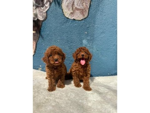 Ruhsatlı poodle evinden erkek dişi yavrularımız 
