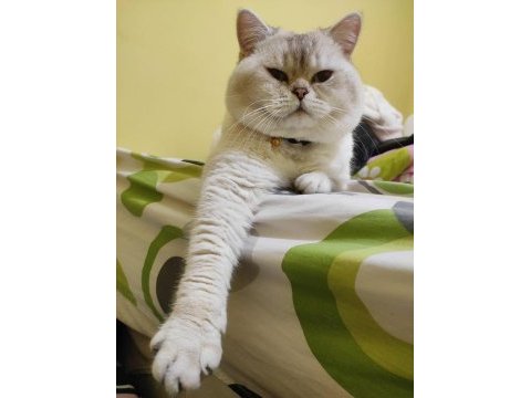 2 yaş erkek british shorthair sahiplendirilecektir