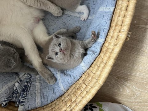 Bicolar lilac renk british kedimiz açık renk