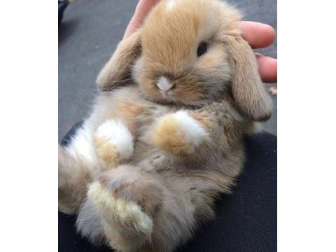 Sarı/ karamel hollanda lop yavru tavşan