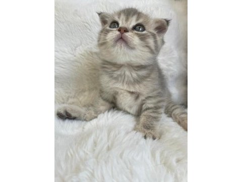 Yavru scottish fold