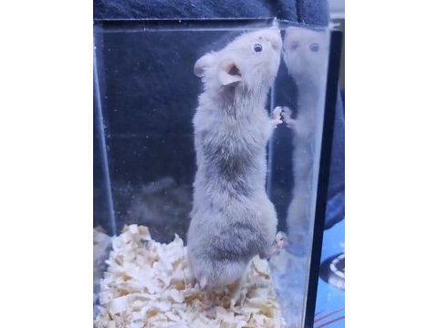 Yavru hamster
