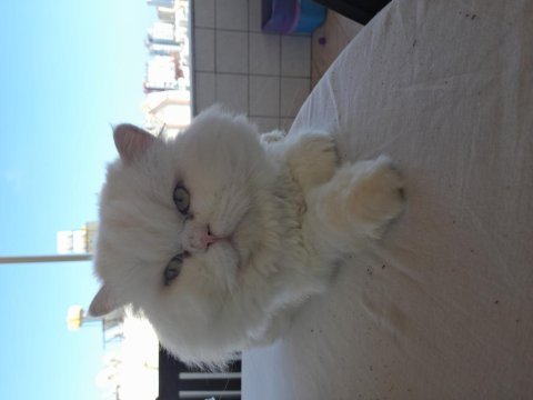 Ücretsiz british longhair erkek
