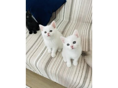 Safkan british shorthair