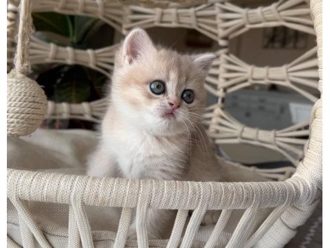 Şecereli anne babadan british shorthair yavrular