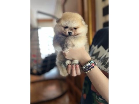Pomeranıan dişi ve erkek