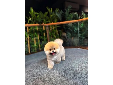 Safkan kore pomeranian boo yavrularımız