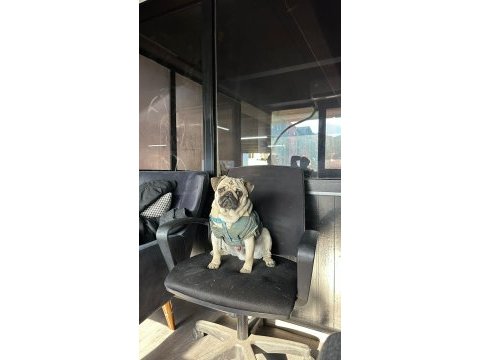 Yetiskin erkek pug mops