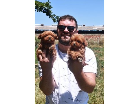 Maltipoo yavrular