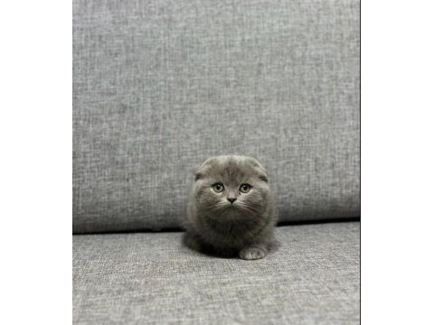 A kalite scottish fold safkan yavrular