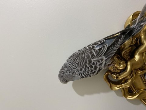 Yavru iri şov jumbo muhabbet kuşu