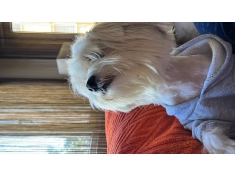 Maltipoo okulumdan dolayı sahiplendiriyorum şila