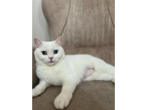 Kedimiz için hiçbir ücret talep etmiyoruz