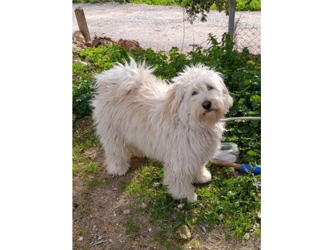 9 aylık erkek tüm aşıları tam maltipoo
