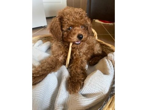 Toy poodle yavrularımız ömürlük aileleri bekliyor