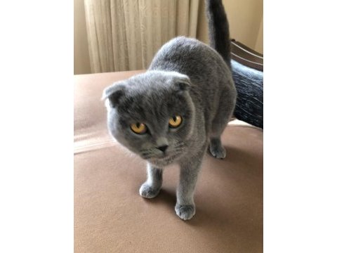 Scottish fold kedim