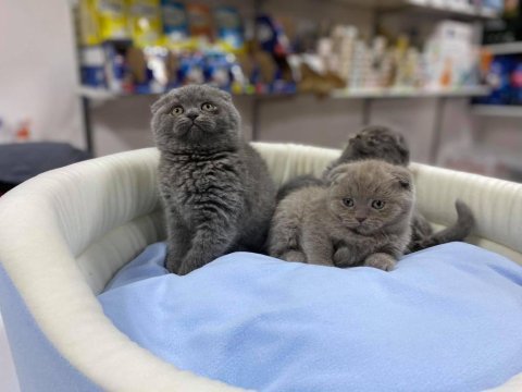 Show kalite tam kapalı kulak lilak scottish fold