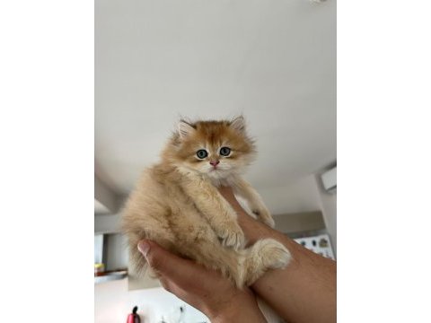 2 aylık safkan golden brıtısh longhaır erkek yavru