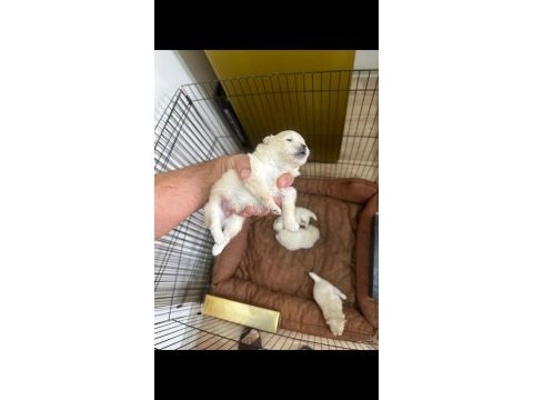 Mersin içi sahiplendirilecek pomeranian