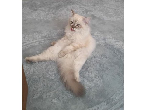 Kedimize dişi eş aranıyor