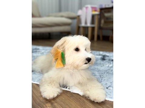İnsan canlısı köpeğimiz max